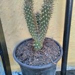 Cylindropuntia fulgida Folha