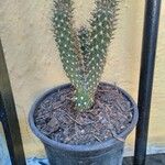 Cylindropuntia fulgida Листок