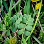 Coronilla minima Leaf