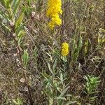 Solidago speciosa 形态