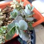 Kalanchoe laxiflora ᱥᱟᱠᱟᱢ