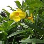 Allamanda catharticaHostoa