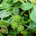 Medicago minima Fruit