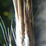 Helictochloa pratensis Fruit