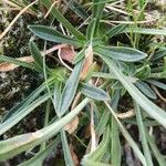 Silene ciliata Hoja