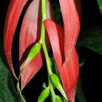 Billbergia nutans 花