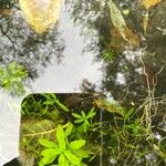 Callitriche platycarpa Blatt