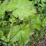 Rubus parviflorus Leht