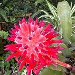 Billbergia pyramidalis Flower