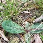 Hieracium venosum Liść