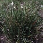 Libertia chilensis Habit