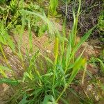 Hordeum marinum आदत