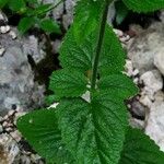 Scrophularia alpestris Leaf