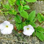 Convolvulus arvensis Kukka