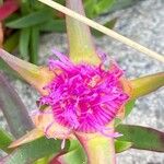 Carpobrotus edulisBlomst