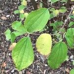 Philadelphus pubescens Blatt