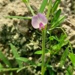 Vicia sativa花