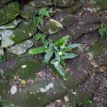 Asplenium sagittatum Natur