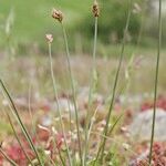 Carex stenophylla Агульны выгляд