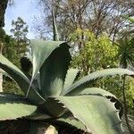 Agave salmiana Leaf