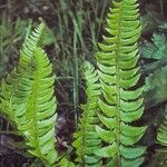 Polystichum lonchitis 葉