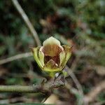 Polystachya galeata Flower