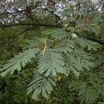 Albizia carbonaria Агульны выгляд