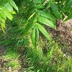 Platycarya strobilacea 叶