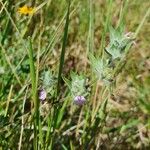 Justicia heterocarpa Habitus