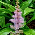 Astilbe rubra Bloem