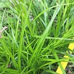 Carex muskingumensis ഇല