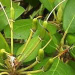 Rhododendron catawbiense Fruit