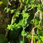 Galium porrigens Blad