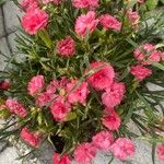 Dianthus chinensisফুল