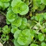 Chrysosplenium oppositifolium Blad