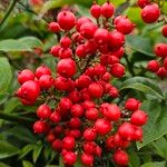 Nandina domestica Плід