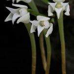 Cyrtorchis henriquesiana Flower