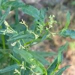 Heliotropium messerschmidioides Flower