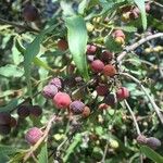 Euclea natalensis Frukto