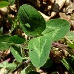 Trifolium pratense पत्ता