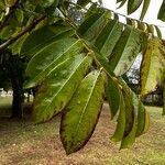 Castanospermum australe Blatt