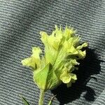 Sideritis hyssopifolia Flor