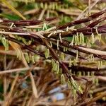 Phyllostachys aurea