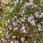 Symphyotrichum lateriflorum ফুল