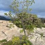 Fraxinus angustifolia Tervik taim