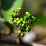 Ehretia amoena Fruit