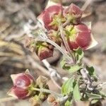Philibertia gilliesii Flor