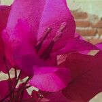 Bougainvillea spectabilis Flor