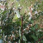 Abelia x grandiflora Bark