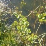 Ranunculus hederaceus Leaf